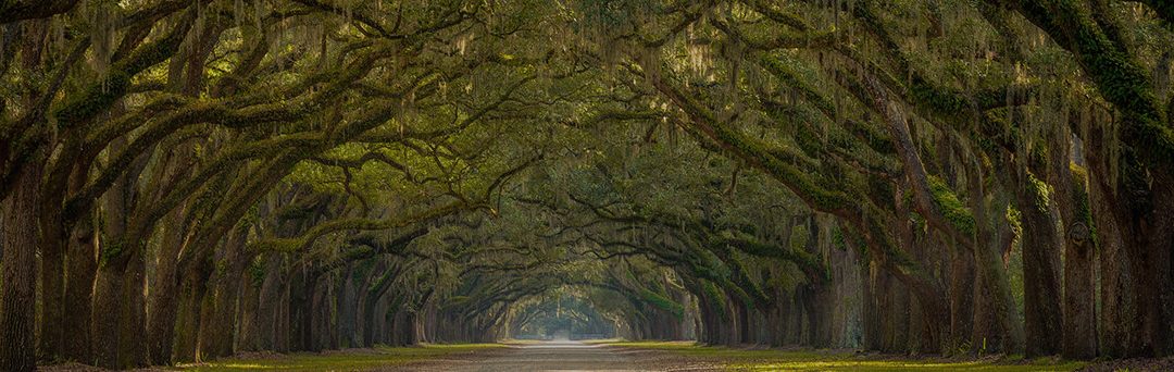 Stay in Savannah